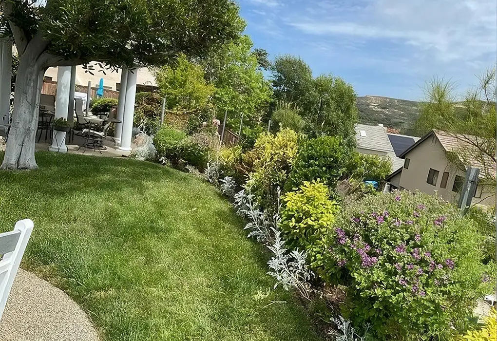 Original photo of backyard with curving lawn, mixed ornamental border and hillside view